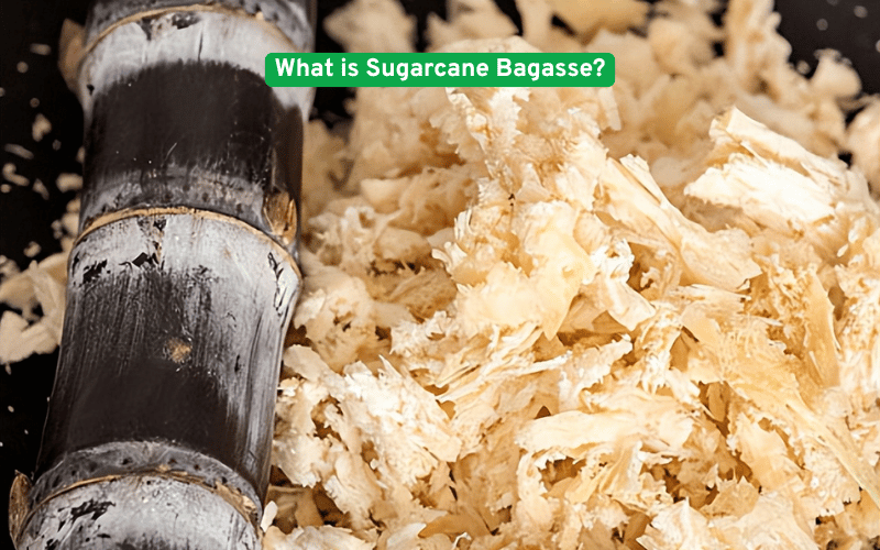 What is Sugarcane Bagasse?