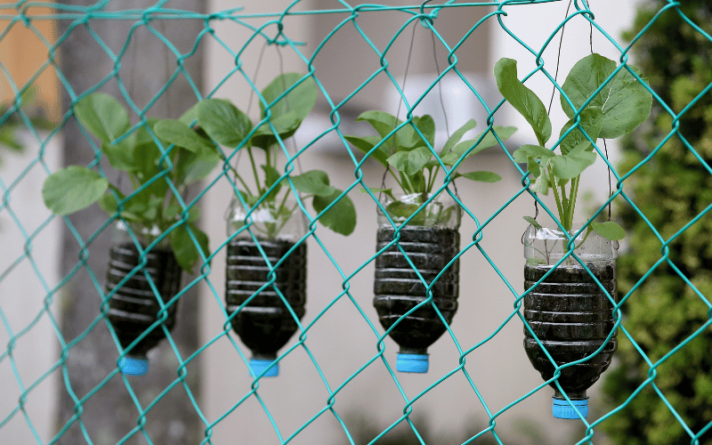 Plastic bottles offer endless possibilities for gardening enthusiasts