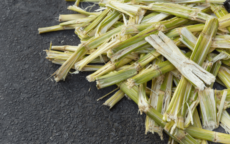 Sugarcane Bagasse Sugarcane Bagasse