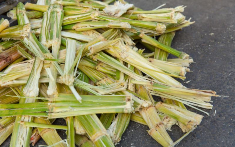 Bagaço de cana-de-açúcar, fibra natural reciclada para celulose de biocombustíveis e materiais de construção. Bagaço de cana-de-açúcar, fibra natural reciclada para celulose de biocombustíveis e materiais de construção.
